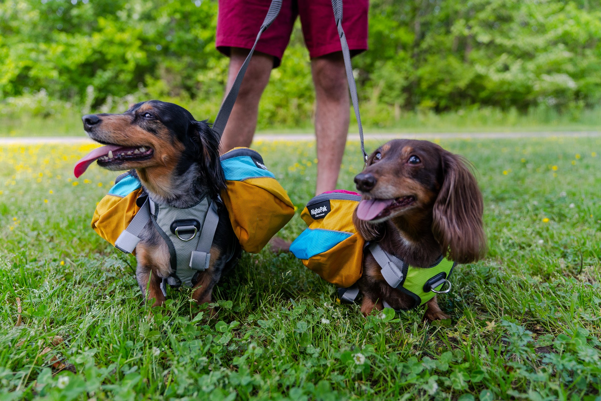 Tips For Keeping Your Dog Cool in the Summer