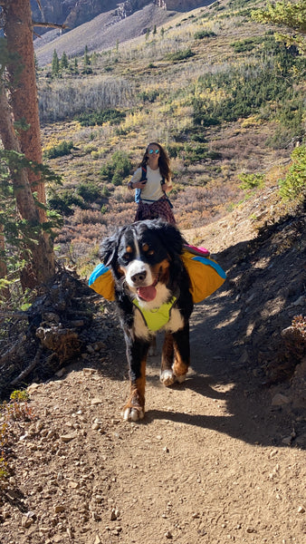 How to Hike With Your Dog: Training Tips For The Trail