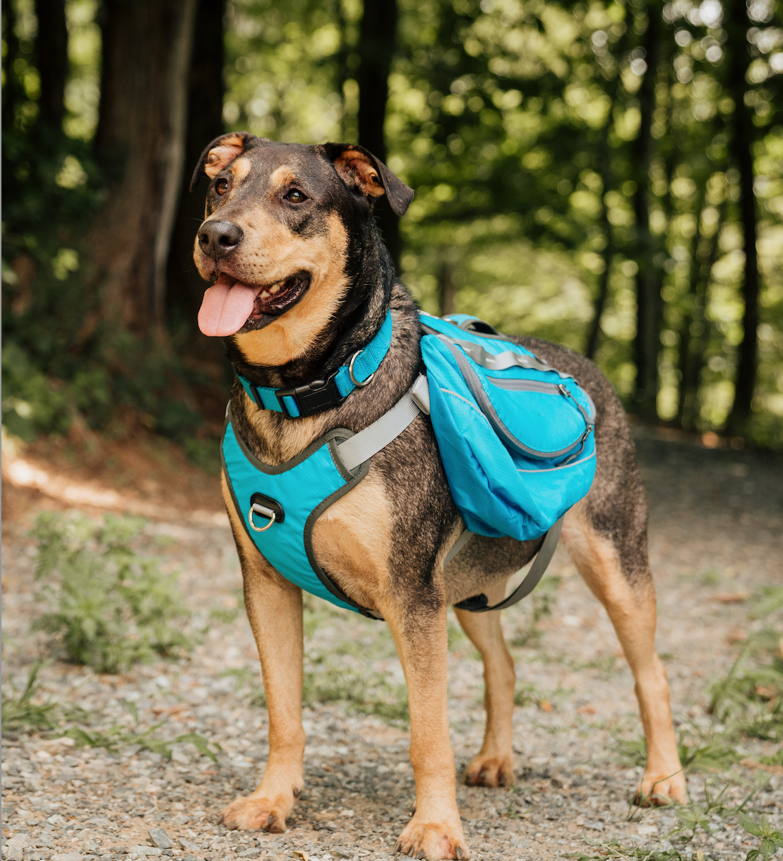 How to Make Dog-Friendly Popsicles