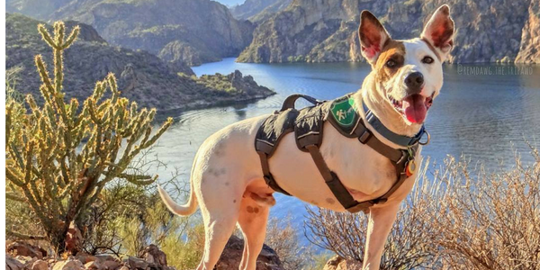 Three legged dog harness best sale