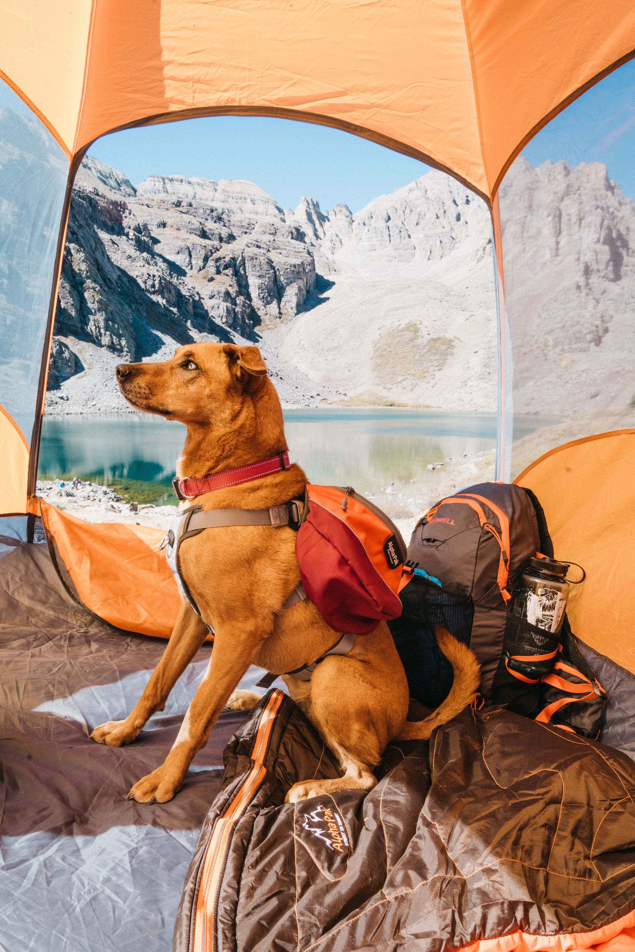 Sleeping With a Dog While Camping 101