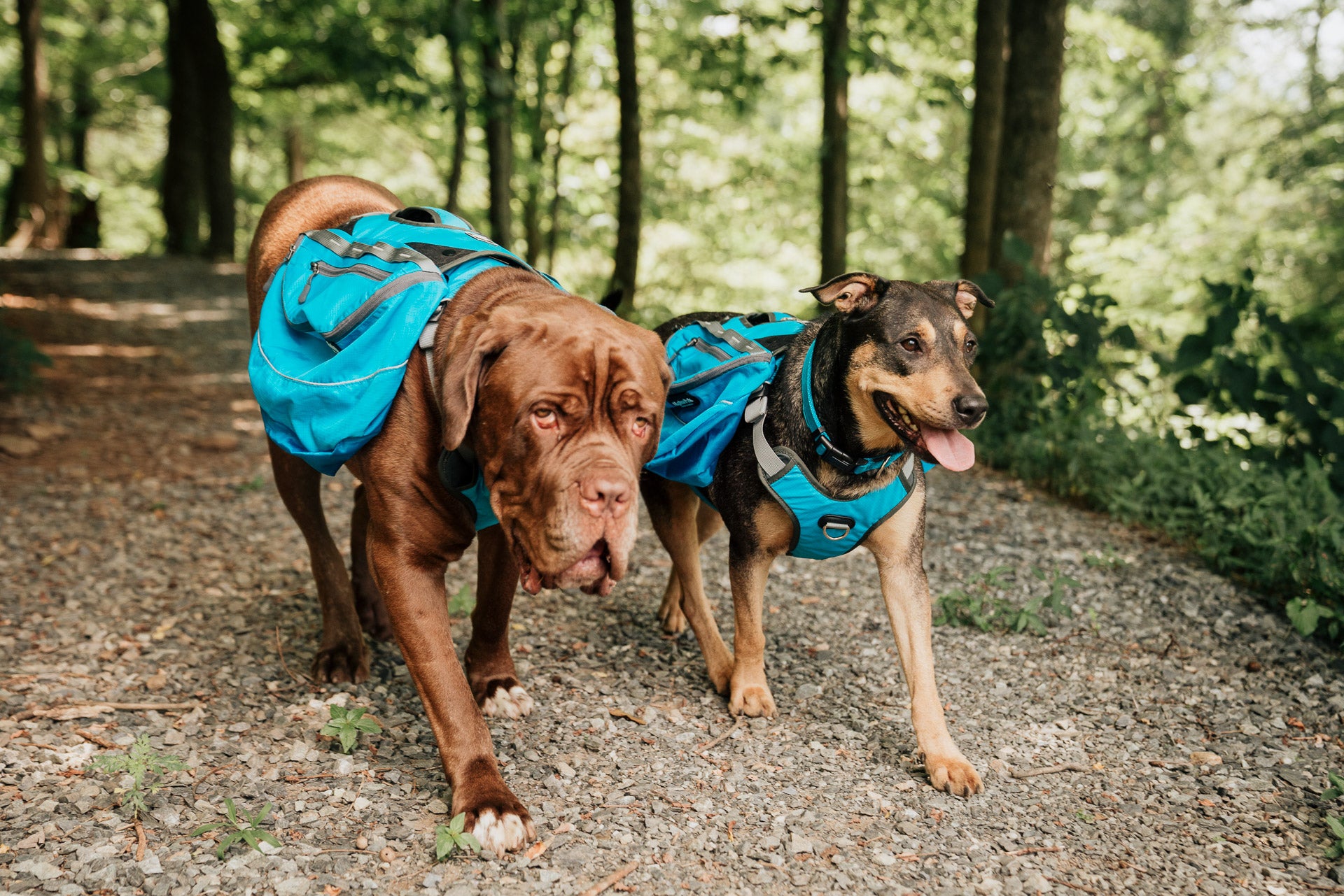 Fun Camping Activities to Keep Your Dog Happy