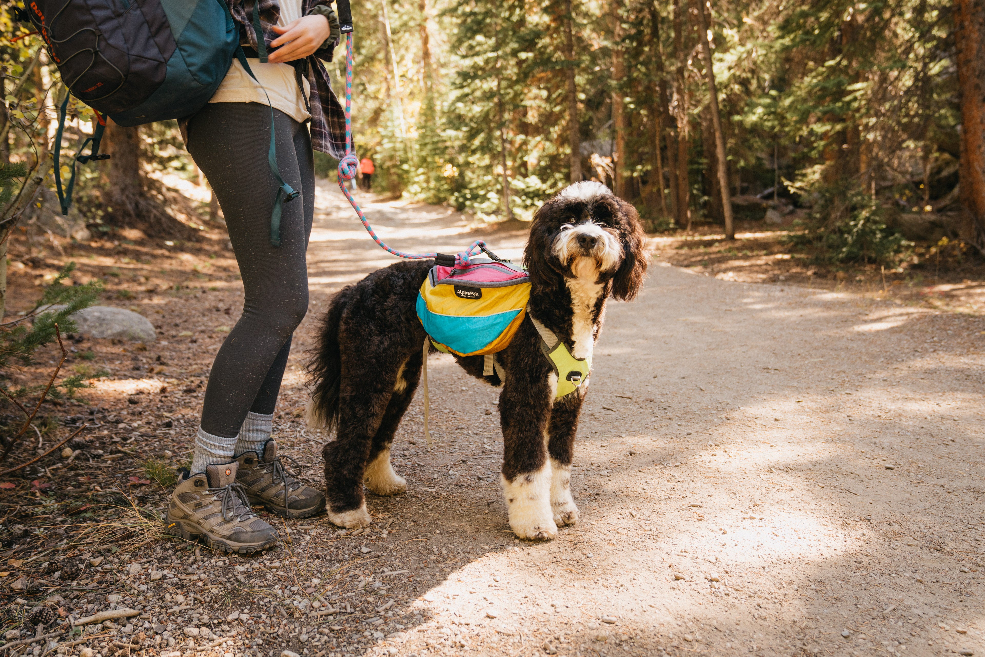 Benefits of Camping and Hiking With Dogs