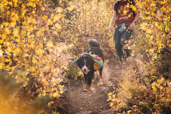 Dog-Friendly National Parks to Explore This Fall