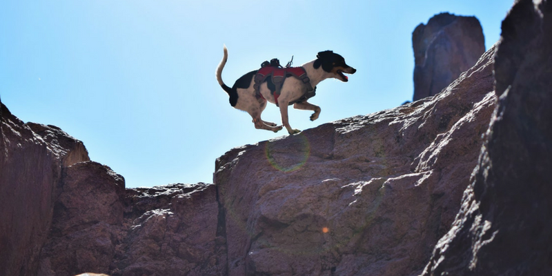 How To Adventure With A Pint-Sized Pup