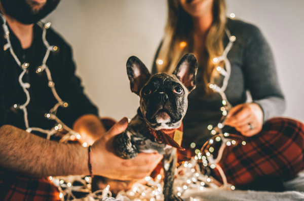 8 Holiday Safety Tips for Dog Owners