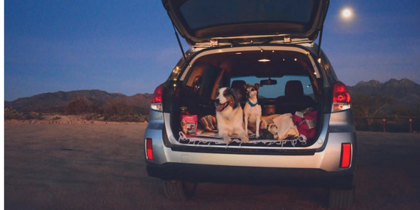 How To Keep Your Dog Safe When Traveling In A Car