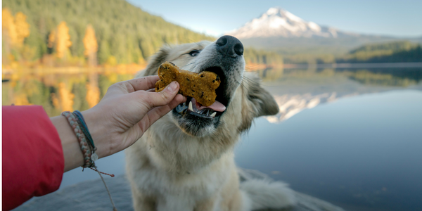 Homemade Trail Treats for Your Trail Dog