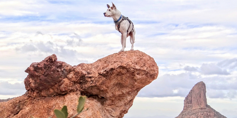 Teach Your Dog to Pose Like the Majestic Beast They Are!