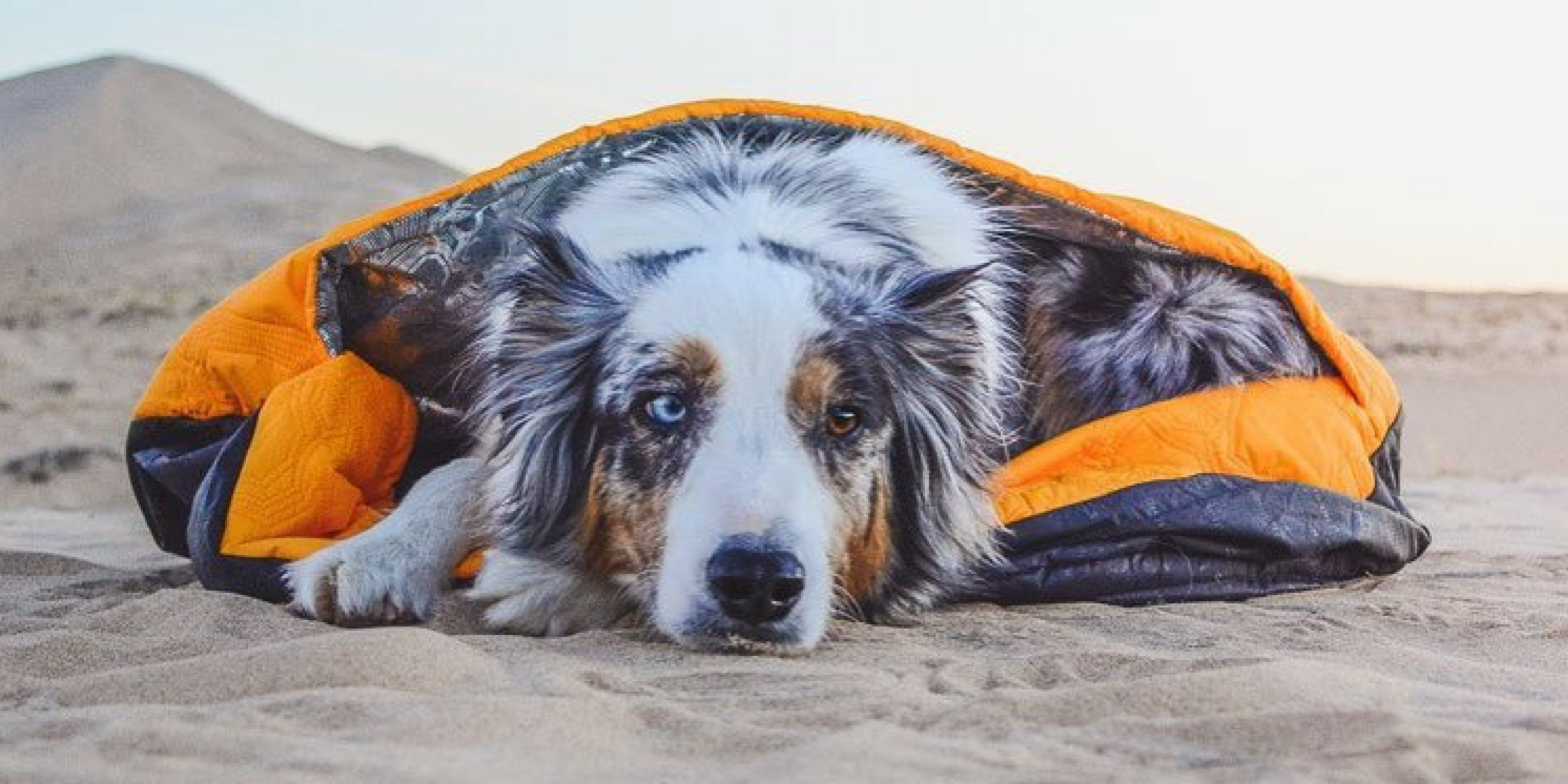 Backpacking With Dogs: Top 10 Essentials