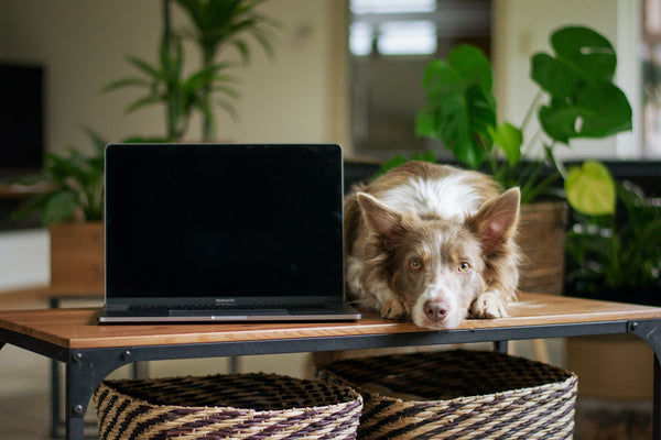What It's Like to Work From Home With Your Dog