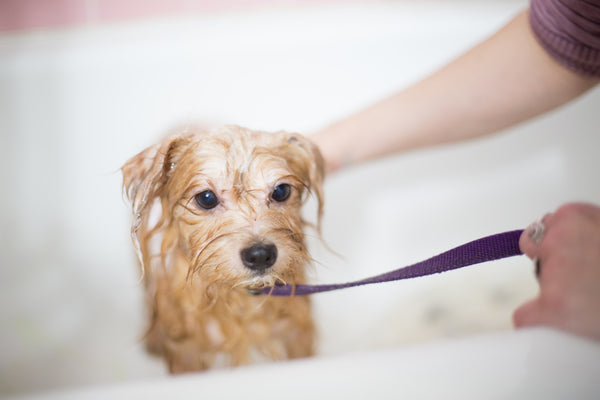 How to Help Your Dog Love Baths 