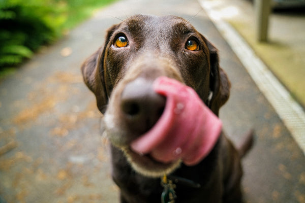 Can Dogs Eat That? Dog Friendly Foods 101