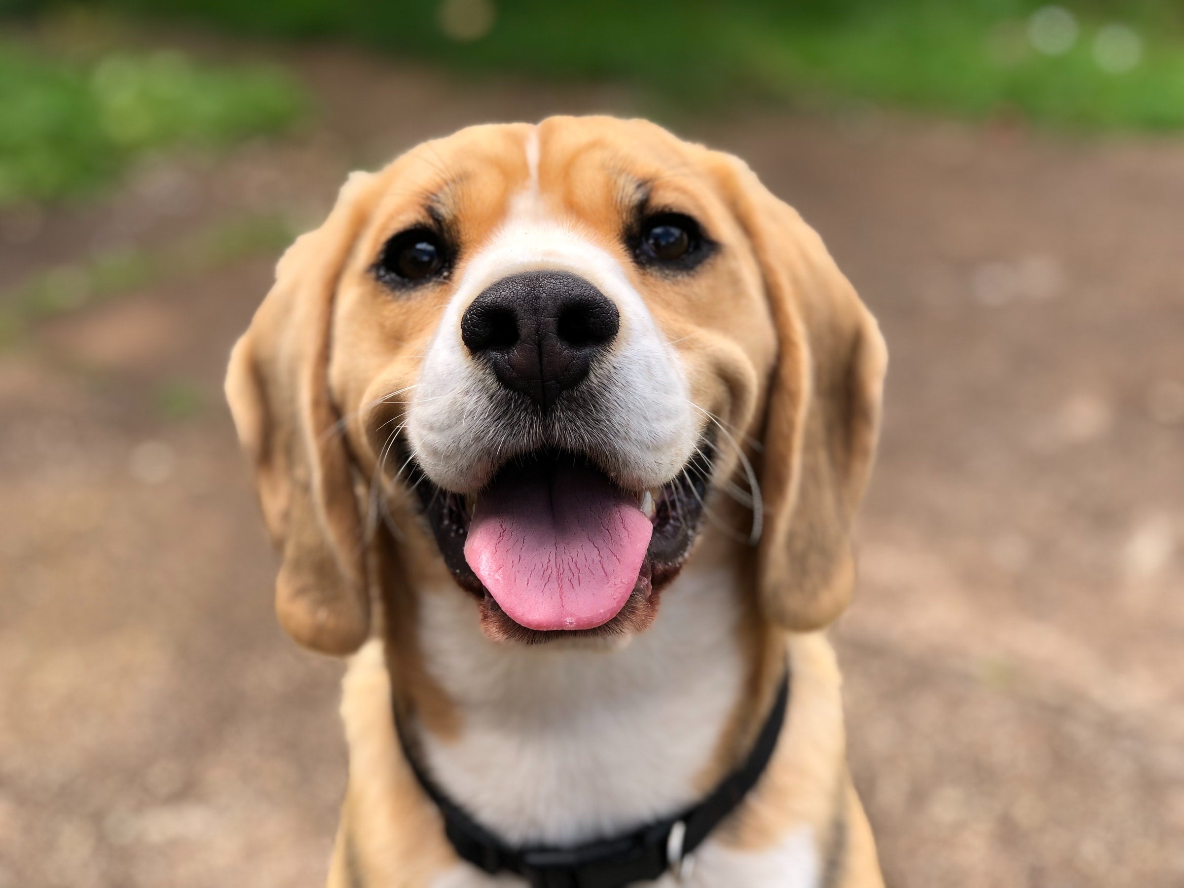 https://campingwithdogs.com/cdn/shop/articles/marliese-streefland-2l0CWTpcChI-unsplash_1.jpg?v=1618843375