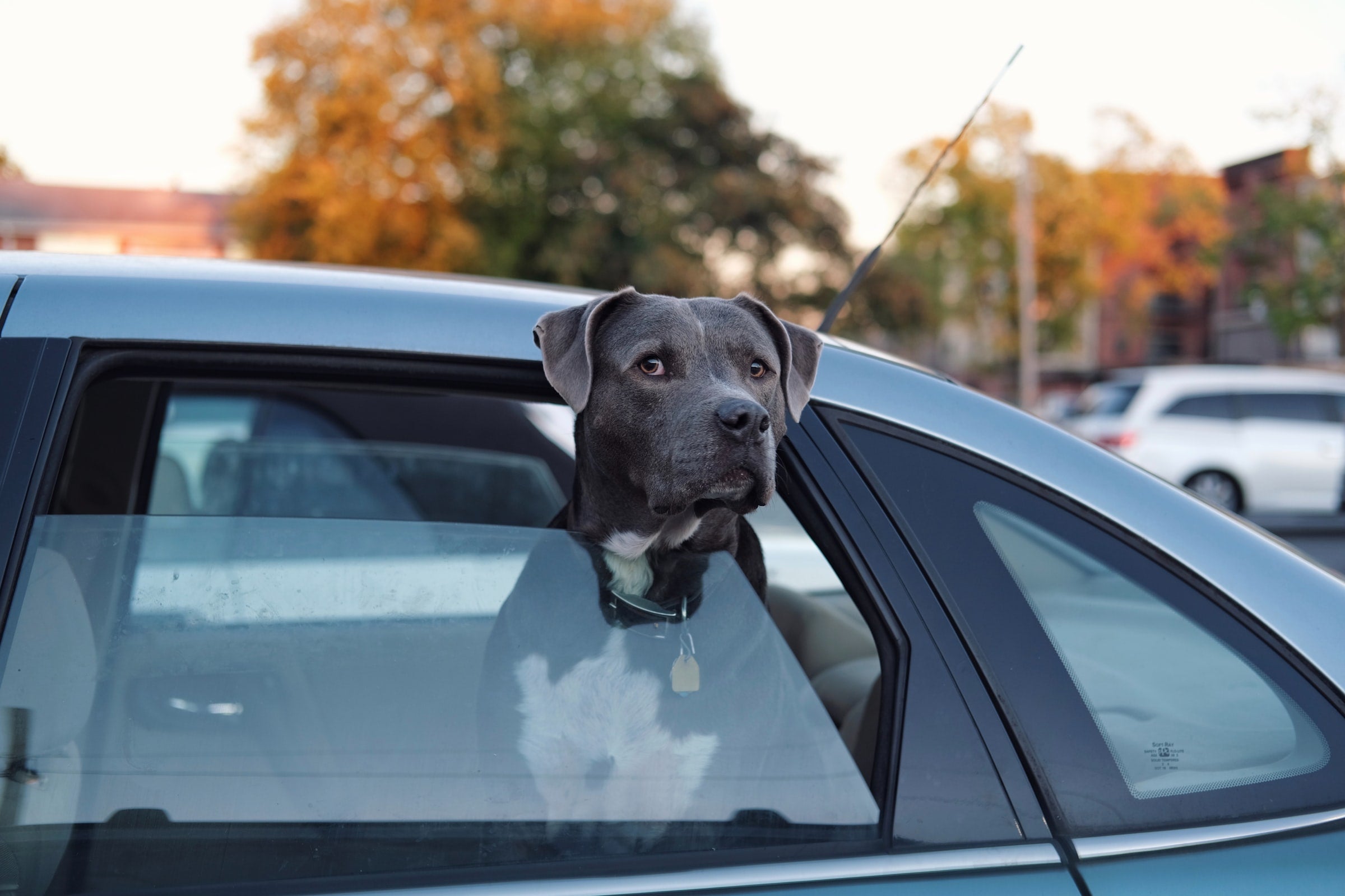 Car Safety Tips for Dog Owners