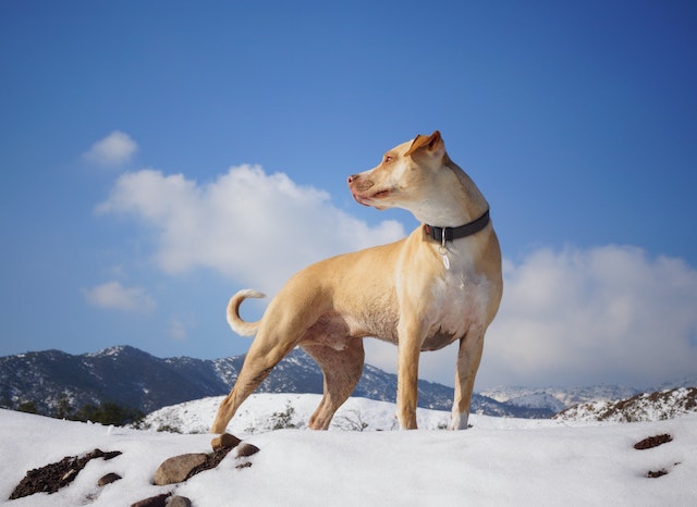 6 Must-Have Items for Hiking With Your Dogs This Winter