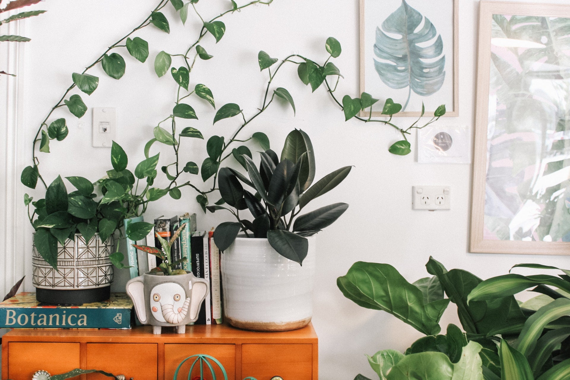 Animal-Friendly Indoor and Outdoor Plants