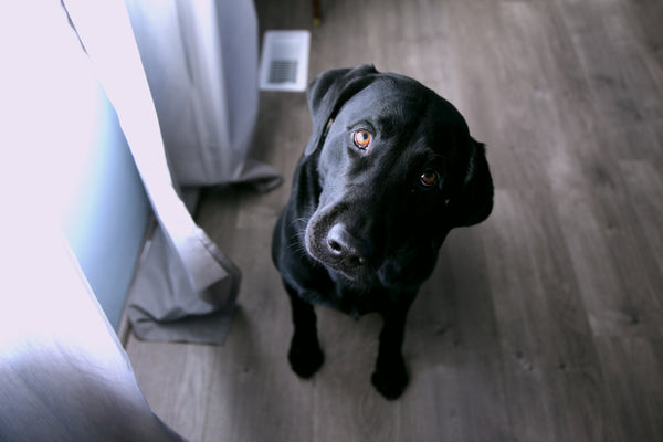 How to Help Your Dog With Separation Anxiety