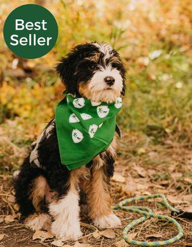 Dog Bandana